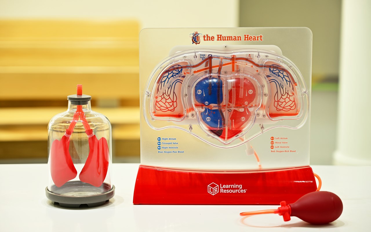 Exploring Science: Human body (for school groups) Exploring Science: Human body (for school groups)