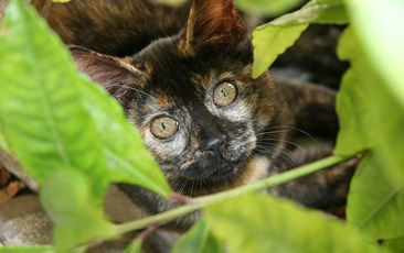 Γενετική εν δράσει. Γάτες – ταρταρούγες και κάλικο: η υπόθεση της Mary Lyon