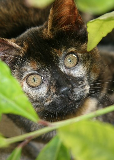 Γενετική εν δράσει. Γάτες – ταρταρούγες και κάλικο: η υπόθεση της Mary Lyon