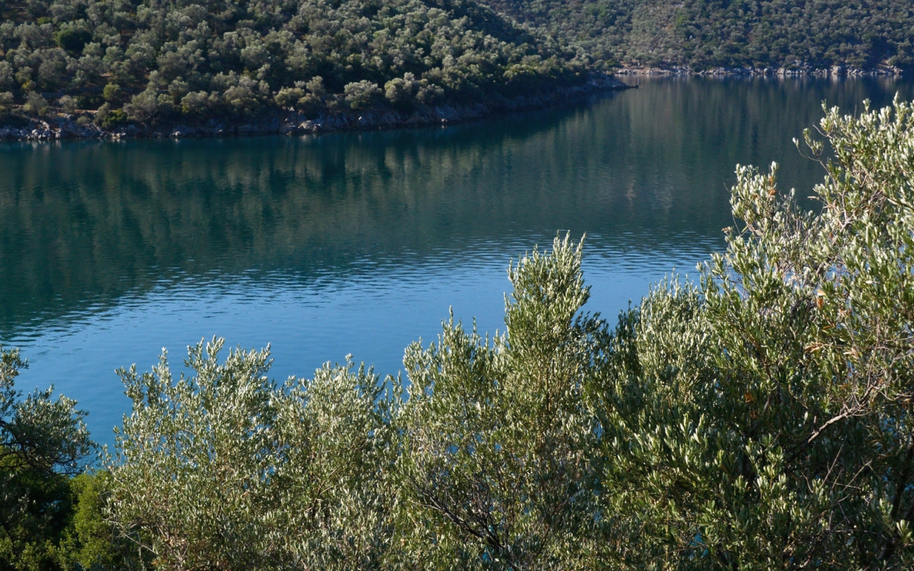 THE OLIVE TREE IN LESBOS